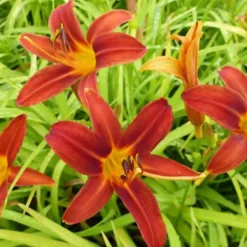 Taglilie Sammy Russell - Rote Blüten den ganzen Sommer