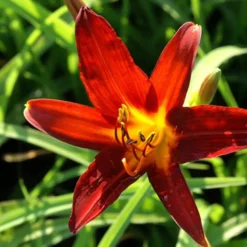 Taglilie Sammy Russell - Rote Blüten den ganzen Sommer