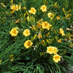 Taglilie ‘Stella de Oro’ - Blüht den ganzen Sommer