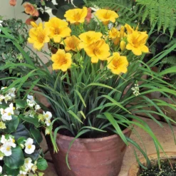 Taglilie ‘Stella de Oro’ - Blüht den ganzen Sommer