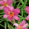 Taglilie Sugar Candy - Duftende Blüten den ganzen Sommer