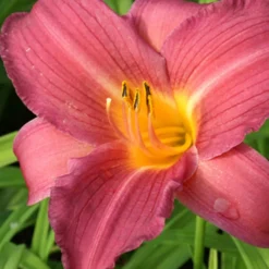 Taglilie Sugar Candy - Duftende Blüten den ganzen Sommer