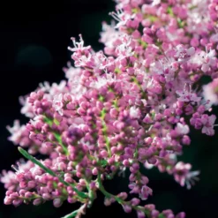 Tamariske - Rosa Blütenwolke im Garten