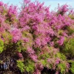 Tamariske - Rosa Blütenwolke im Garten