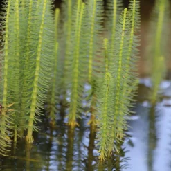Tannenwedel - Klare Sicht im Gartenteich