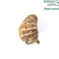 Taro - Tropisches Blattwunder daheim