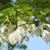 Taschentuchbaum - Weiße Blüten wie Tücher