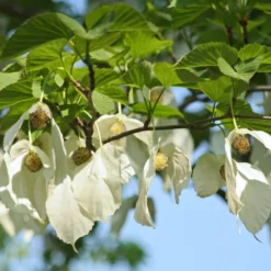 Taschentuchbaum - Weiße Blüten wie Tücher
