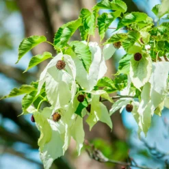 Taschentuchbaum - Weiße Blüten wie Tücher