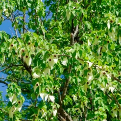 Taschentuchbaum - Weiße Blüten wie Tücher