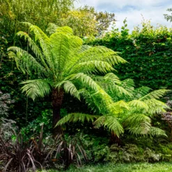 Tasmanischer Baumfarn - Urwald-Look für Ihren Garten