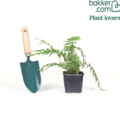 Tasmanischer Baumfarn - Urwald-Look für Ihren Garten