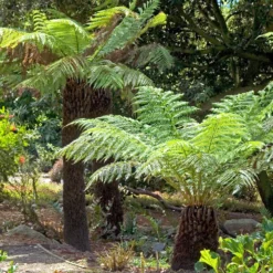 Tasmanischer Baumfarn - Urwald-Look für Ihren Garten