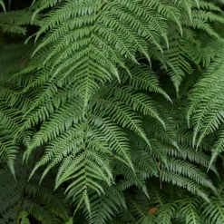 Tasmanischer Baumfarn - Urwald-Look für Ihren Garten