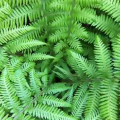 Tasmanischer Baumfarn - Urwald-Look für Ihren Garten