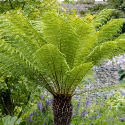 Tasmanischer Baumfarn - Urwald-Look für Ihren Garten