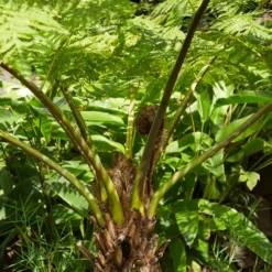 Tasmanischer Baumfarn - Urwald-Look für Ihren Garten