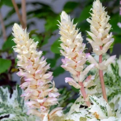 Tasmanischer Bärenklau ‘Angel’ - Panaschiertes Blattwunder