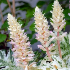 Tasmanischer Bärenklau ‘Angel’ - Panaschiertes Blattwunder