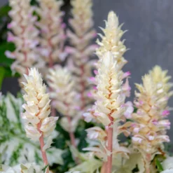 Tasmanischer Bärenklau ‘Angel’ - Panaschiertes Blattwunder