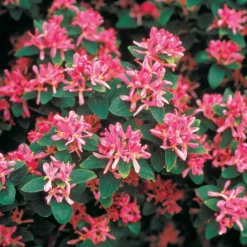 Tatarische Heckenkirsche Rosea - Rosa Blütenhecke im Nu