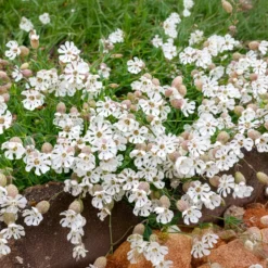 Taubenkropf-Leimkraut - Zart, essbar, pflegeleicht