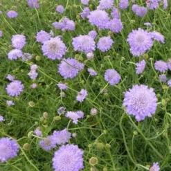 Tauben-Skabiose ‘Butterfly Blue’ - Blüht ohne Pause bis Oktober