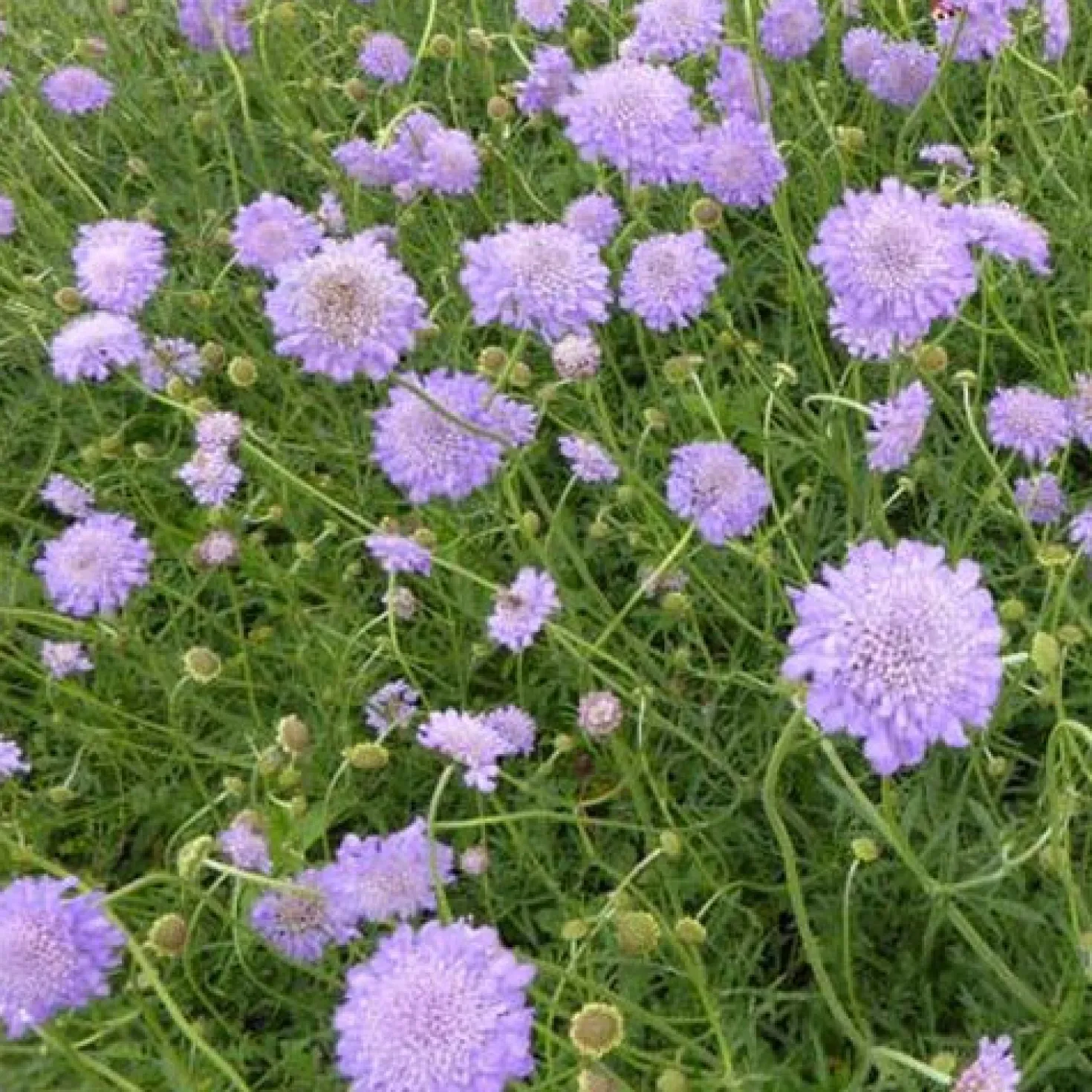 Tauben-Skabiose ‘Butterfly Blue’ - Blüht ohne Pause bis Oktober