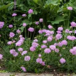 Tauben-Skabiose 'Pink Mist' - Blüht den ganzen Sommer