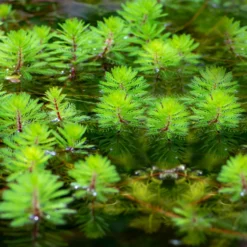 Tausendblatt 'Red Stem' - Rote Stängel im Wasser