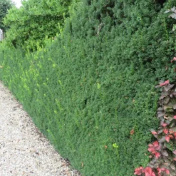 Taxus 'Hicksii' - Immergrüne Hecke fürs Leben