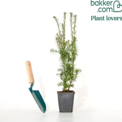 Taxus 'Hicksii' - Immergrüne Hecke fürs Leben