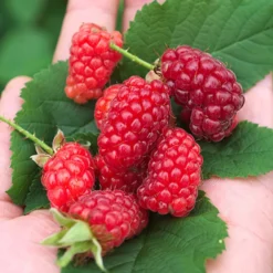 Taybeere ‘Bounty Berry’ - Große Beeren ganz ohne Stacheln
