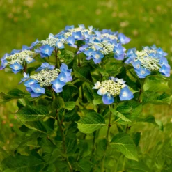 Tellerhortensie blau - Flache Blüten in leuchtendem Blau