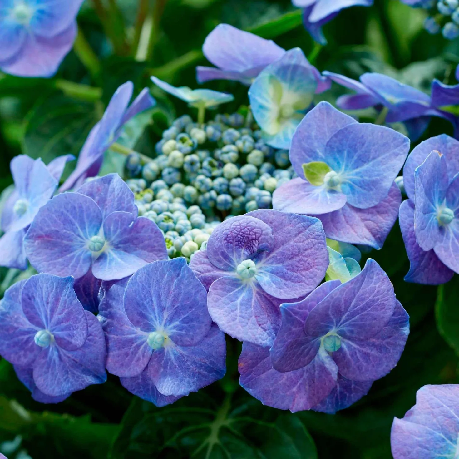 Tellerhortensie blau - Flache Blüten in leuchtendem Blau