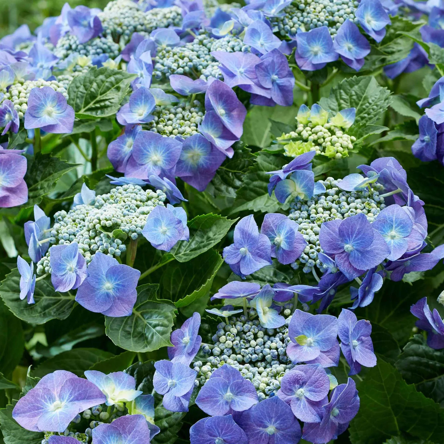 Tellerhortensie blau - Flache Blüten in leuchtendem Blau