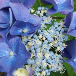 Tellerhortensie blau - Flache Blüten in leuchtendem Blau