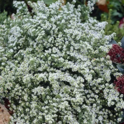 Teppich-Aster 'Snow Flurry' - Weißer Blütenteppich im Herbst