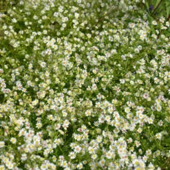 Teppich-Aster 'Snow Flurry' - Weißer Blütenteppich im Herbst