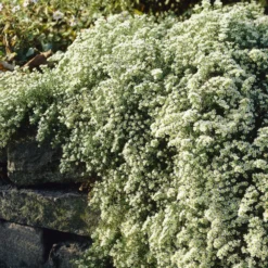 Teppich-Aster 'Snow Flurry' - Weißer Blütenteppich im Herbst