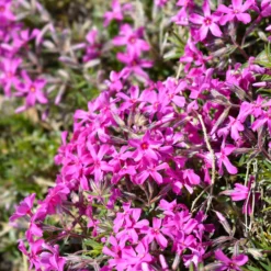 Teppich-Flammenblume 'Atropurpurea' - Blütenteppich in Fuchsia