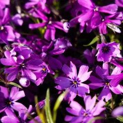 Teppich-Flammenblume 'Atropurpurea' - Blütenteppich in Fuchsia