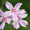 Teppich-Flammenblume 'Candy Stripes' - Blütenteppich im Frühling