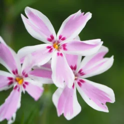 Teppich-Flammenblume 'Candy Stripes' - Blütenteppich im Frühling