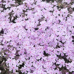 Teppich-Flammenblume 'Candy Stripes' - Blütenteppich im Frühling