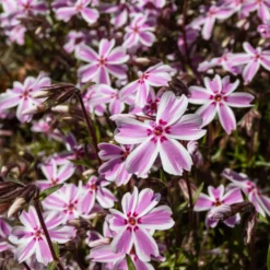 Teppich-Flammenblume 'Candy Stripes' - Blütenteppich im Frühling