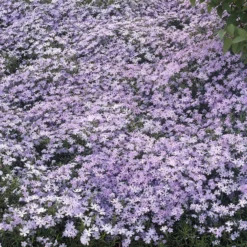 Teppich-Flammenblume 'Emerald Cushion Blue' - Blauer Blütenteppich im Nu