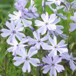 Teppich-Flammenblume 'Emerald Cushion Blue' - Blauer Blütenteppich im Nu