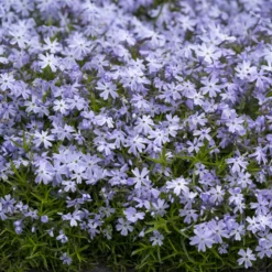 Teppich-Flammenblume 'Emerald Cushion Blue' - Blauer Blütenteppich im Nu