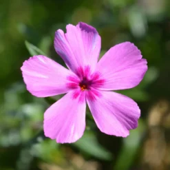 Teppich-Flammenblume 'Mac Daniels Cushion' - Blütenteppich im Frühling